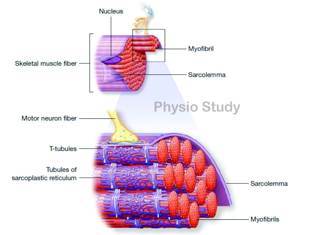 Muscle Fiber Diagram Sarcolemma