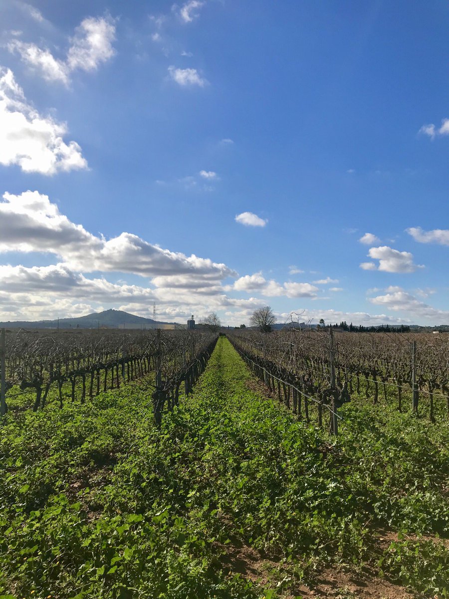 ❤️✨La vid es bella... ¡en todas sus fases!

La vinya és bella... en totes les seves fases!

The vine is beautiful ... in all its phases!
...
#mallorca #winery #vine #viña #invierno #winter #hivern #nature