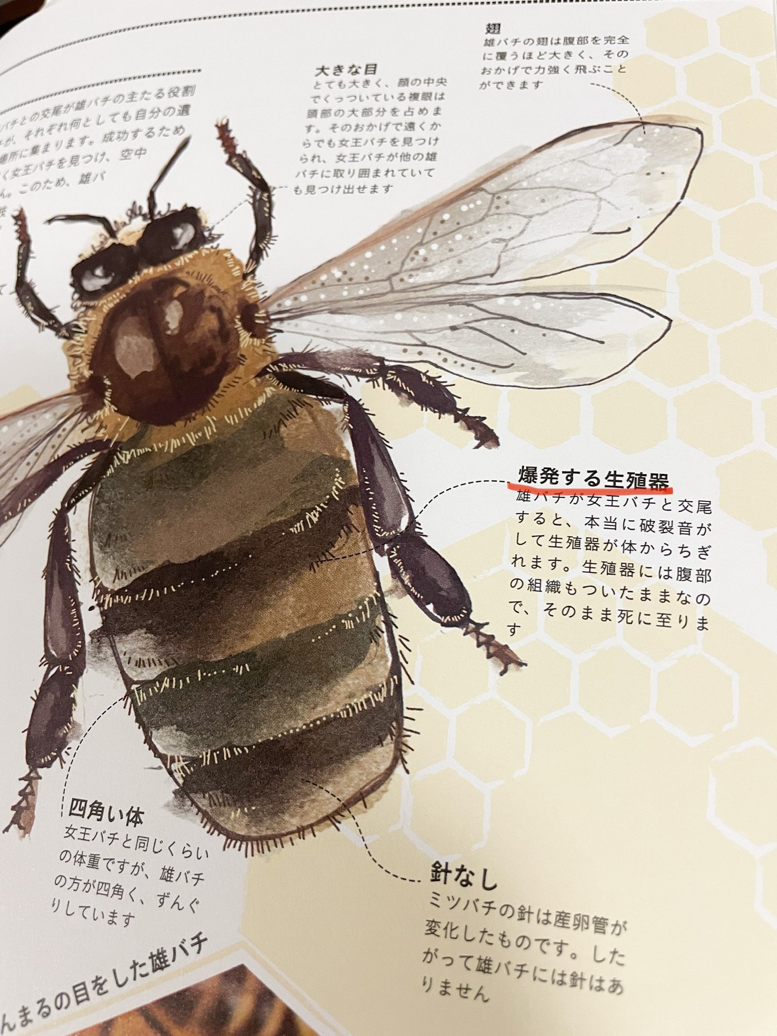 たくと はちみつ作ってる人 オスのミツバチ 交尾したら死ぬという悲哀 T Co Mih4kgzb2f Twitter