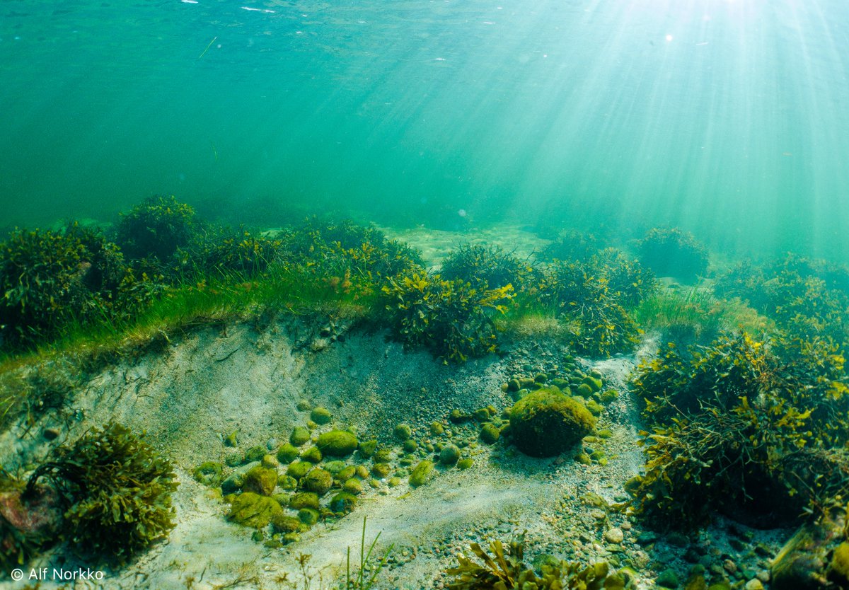 Scientists Found a Nitrogen-Fixing Seagrass