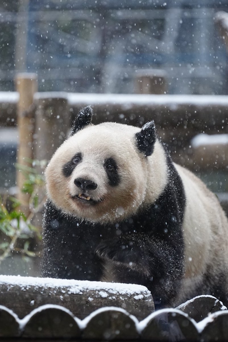 pandakopanda (@panda_kopannda_) / Posts / X