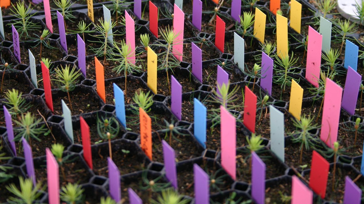 PennanenTaina's tweet image. In our new paper Adamczyk et al, New Forests doi.org/10.1007/s11056… woody supplements in nursery growing media (to support ECM fungi, to partially replace peat) affected seedlings via chemical quality of the wood, eg. by leading to variation in N immobilization #LukeResearch