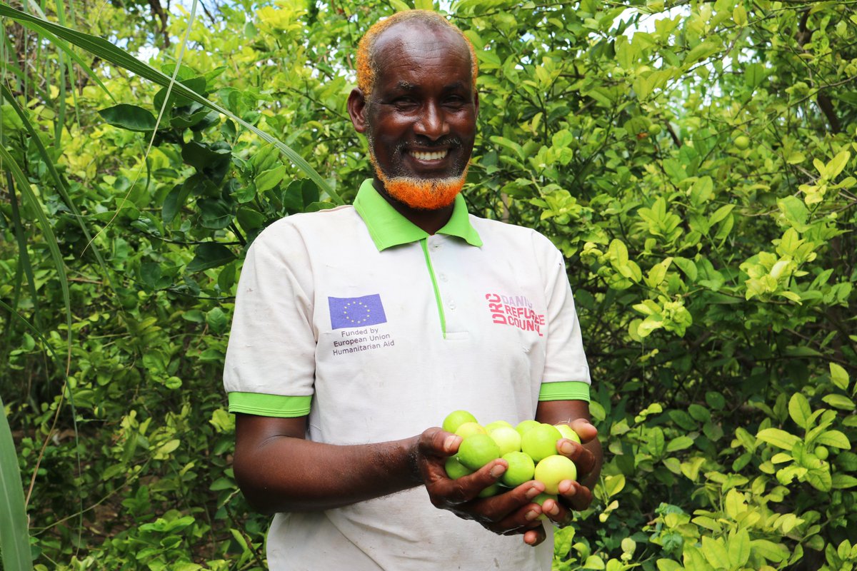 DRCSomali's tweet photo. With the aim of building the capacity of the vegetable &amp; fruit growers in #Baidoa, we trained &amp; provided tools, rehabilitated water points, &amp; distributed seedlings to 29 farmer groups, consisting of 88 farmers. Today, this is the result. @SomRePOfficial | @EU_in_Somalia https://t.co/TG26qM5doA