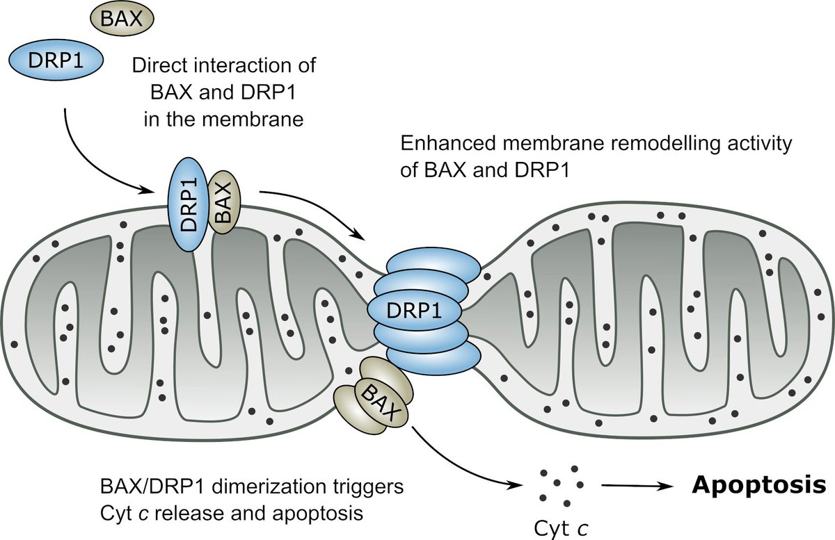 Super happy that our latest work relating BCL-2 proteins and mitochondrial dynamics is out. It was a great team effort!!! Thanks to all involved :) embopress.org/doi/full/10.15… @CECAD_ @CRC_1218 @sfb_1403 @embojournal