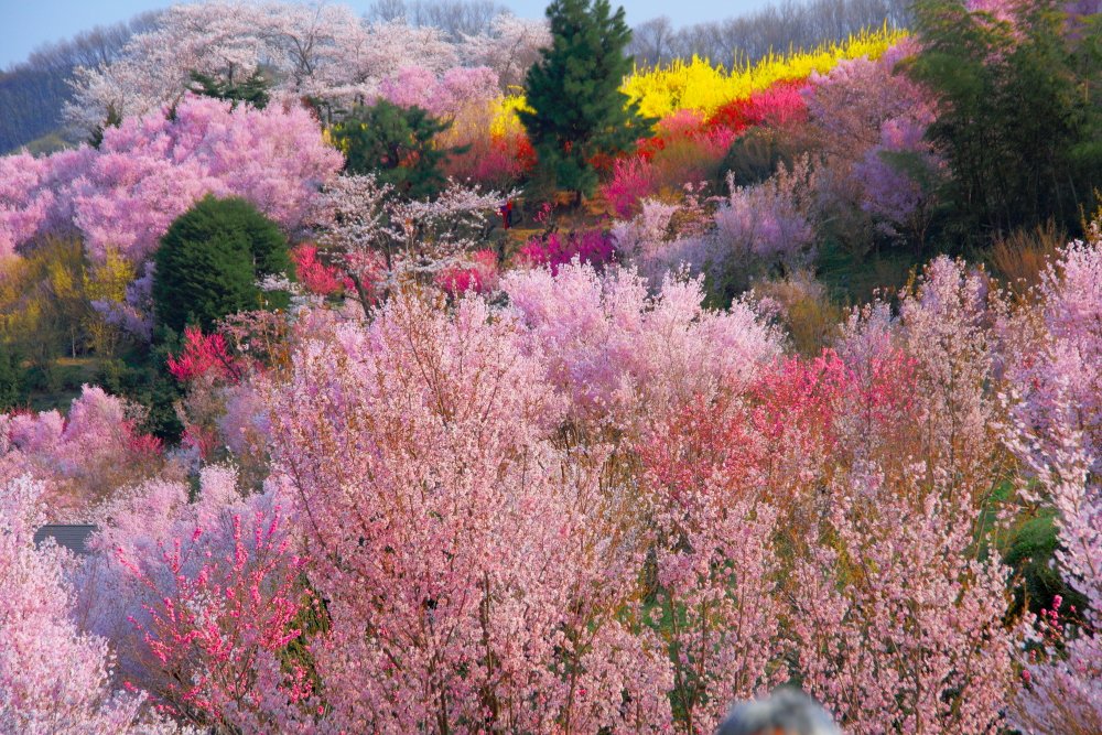 福島県花見山の春 まさに桃源郷のような春の絶景 今年見に行けたら良いな。 撮影日:2009年4月9日