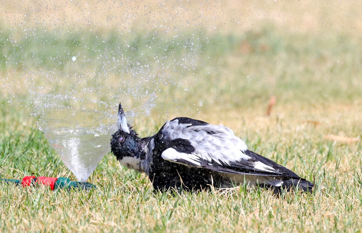 SandyHorne61's tweet photo. One of our resident magpies - the female - really enjoying the sprinkler today. Like, really enjoying 😆 https://t.co/aXVlGZt7bk