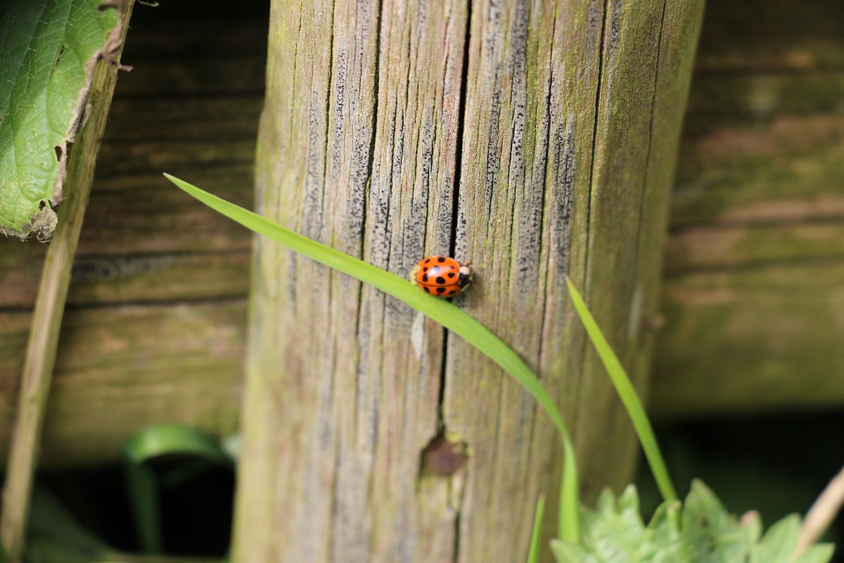 Maison_blog's tweet photo. Comment réduire le bruit des voisins dans le jardin ? - https://t.co/GqbWWP3wEZ https://t.co/YyqC0cIZus