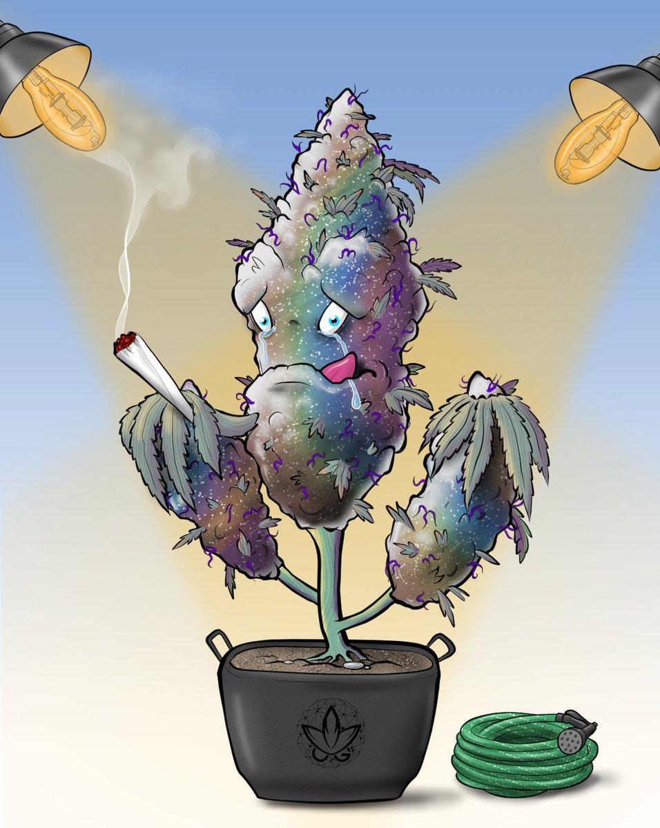 OGWeedNFT | Mint LIVE @0.5 SOL tweet media