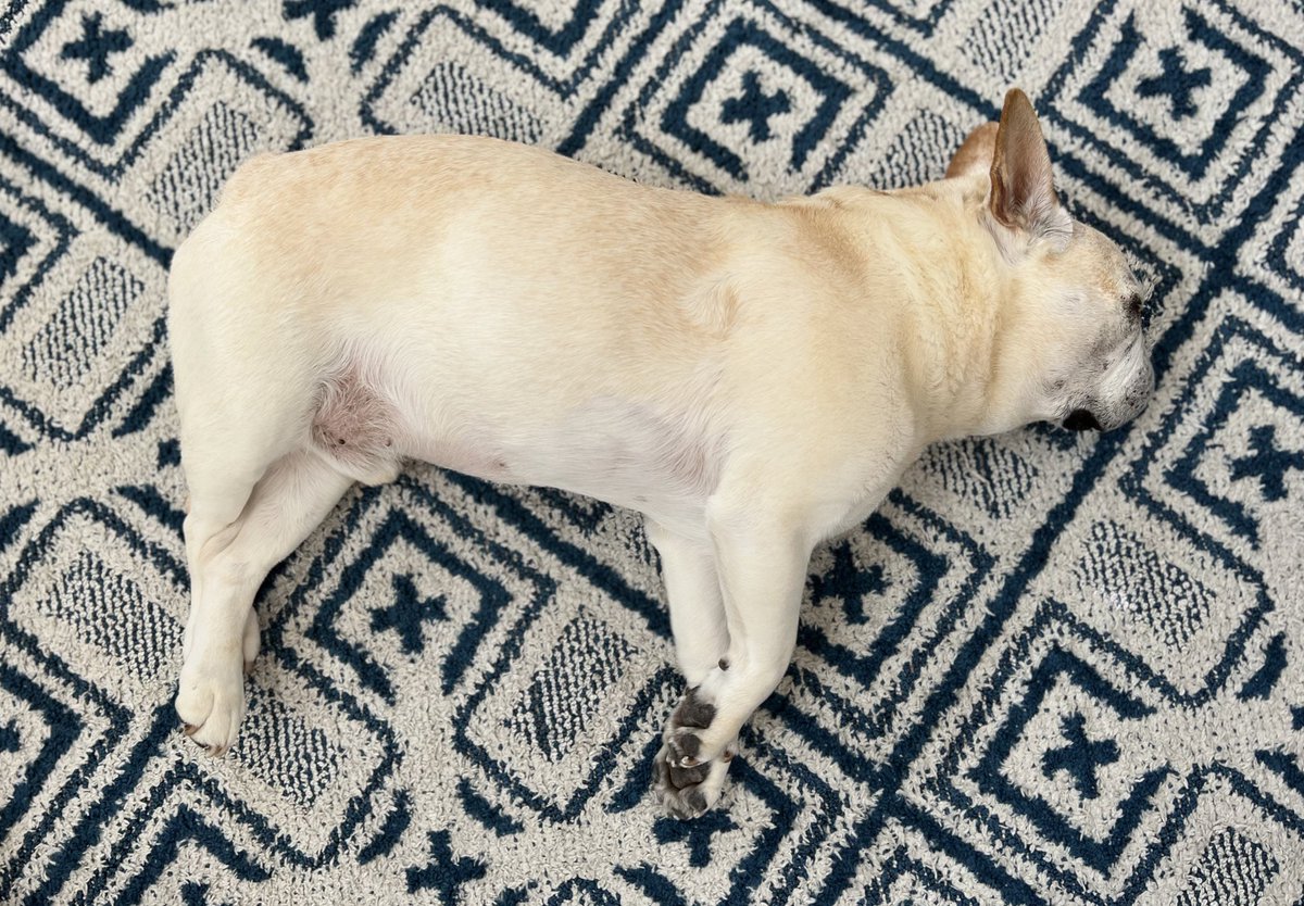 13歳のレジェンドブヒ。
13.5キロ。
プリンプリン。
ムキムキ。

こんなに長く一緒にいれてること神様に感謝してます❤️

#フレンチブルドッグ 
#フレブル
#レジェンドブヒ