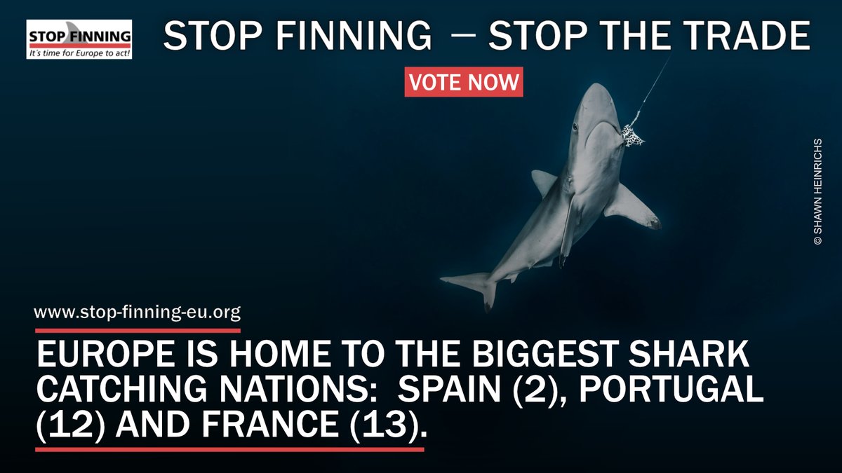SharksEveryDayy's tweet photo. 540,000 european citizens have already signed up against the cruel shark fin trade in Europe, now it's your turn to put an end to this horrific and practice.

VOTE and SHARE until January 22 to make real change for sharks and our oceans! #StopFinningEU

✍️https://t.co/z43XovewCt https://t.co/60KXHPcGWk