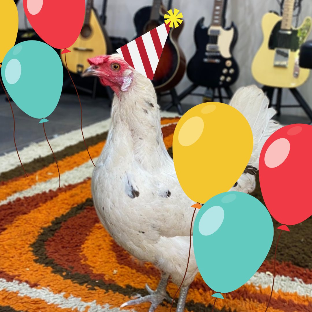 Happy birthday, <a href="/BillBailey/">Bill Bailey</a>! We hope Mrs Speckles spoils you rotten today! Thank you for supporting our #EndCages campaign and making the world better for chickens.