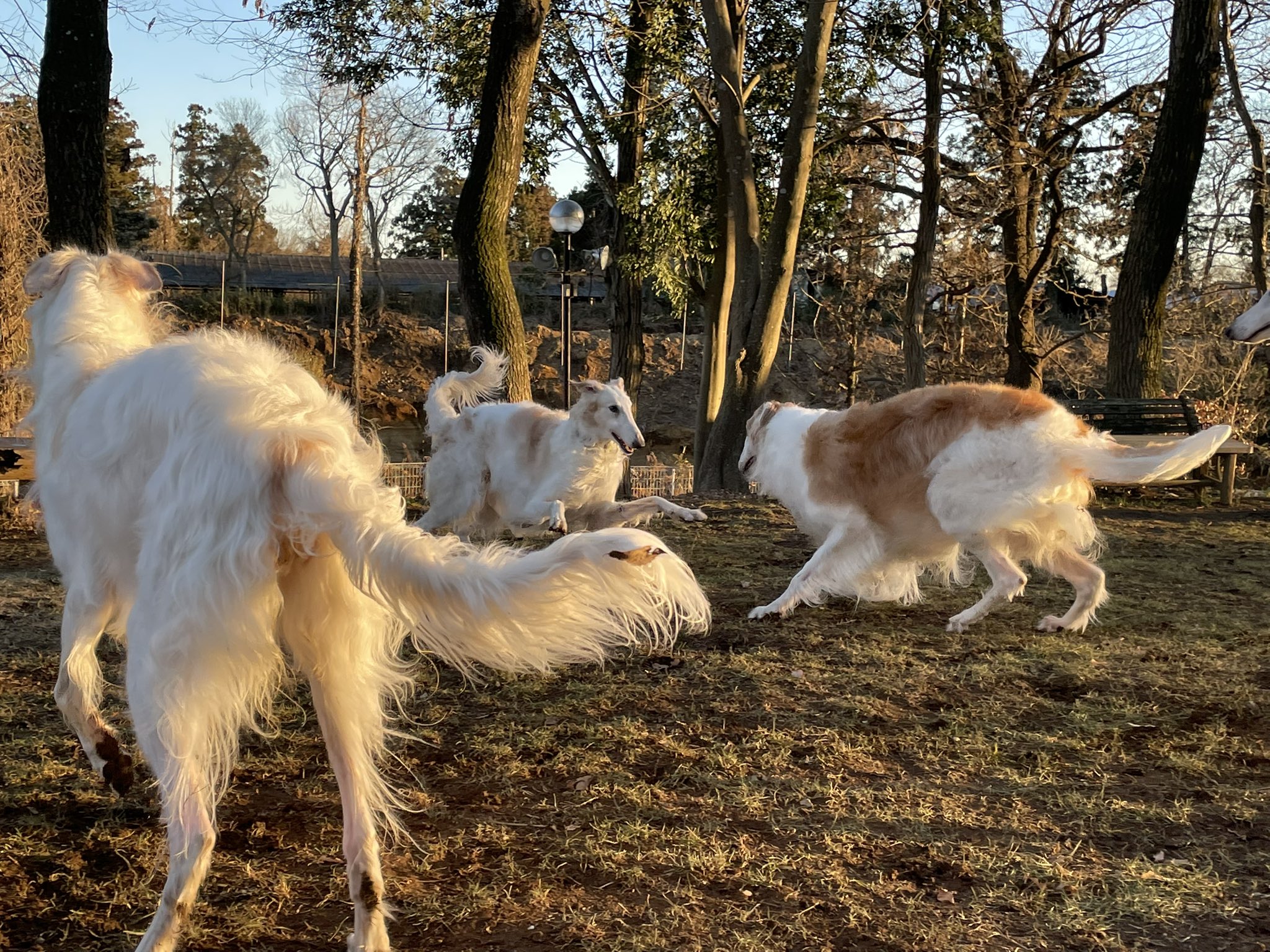 あかはる ボルゾイ Akane Cha N Twitter