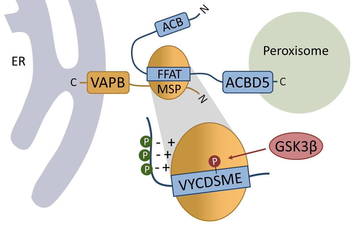 A pioneering study has revealed how cellular compartments (organelles) are able to control how much they interact and cooperate.

exeter.ac.uk/news/research/…