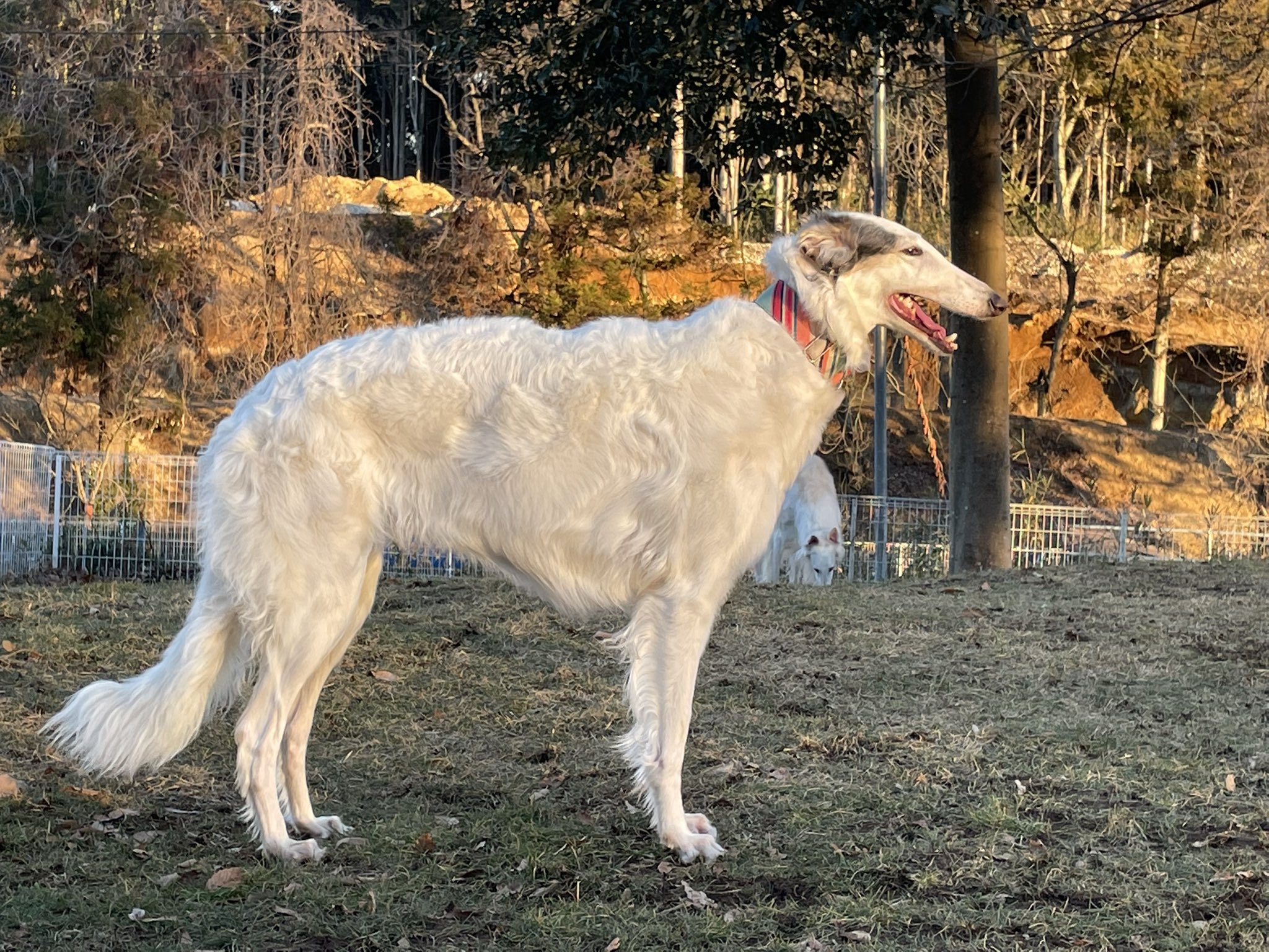 あかはる ボルゾイ Akane Cha N Twitter