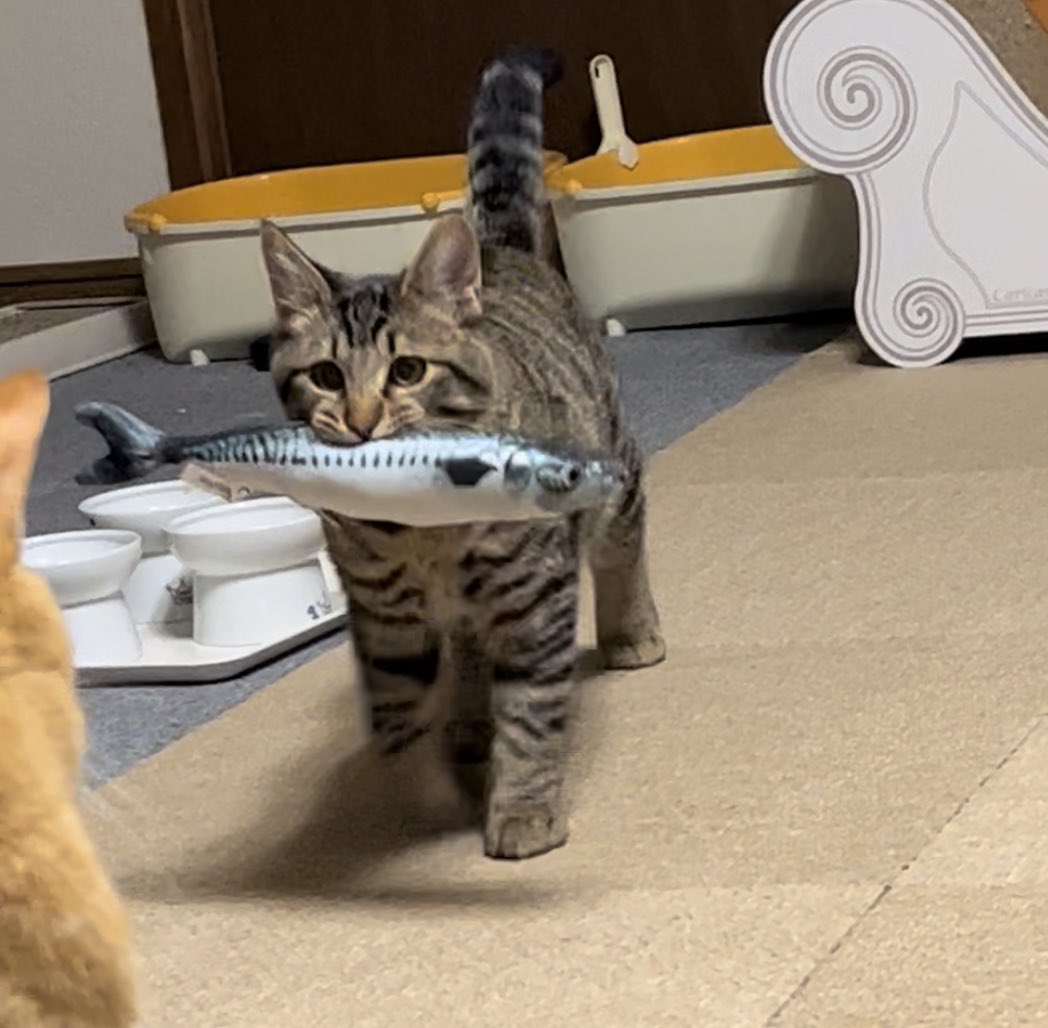 お魚のくわえ方が100点の猫さんが発見される サザエさんが脳内再生 お魚くわえた猫さん達とか成長のご様子とか Togetter