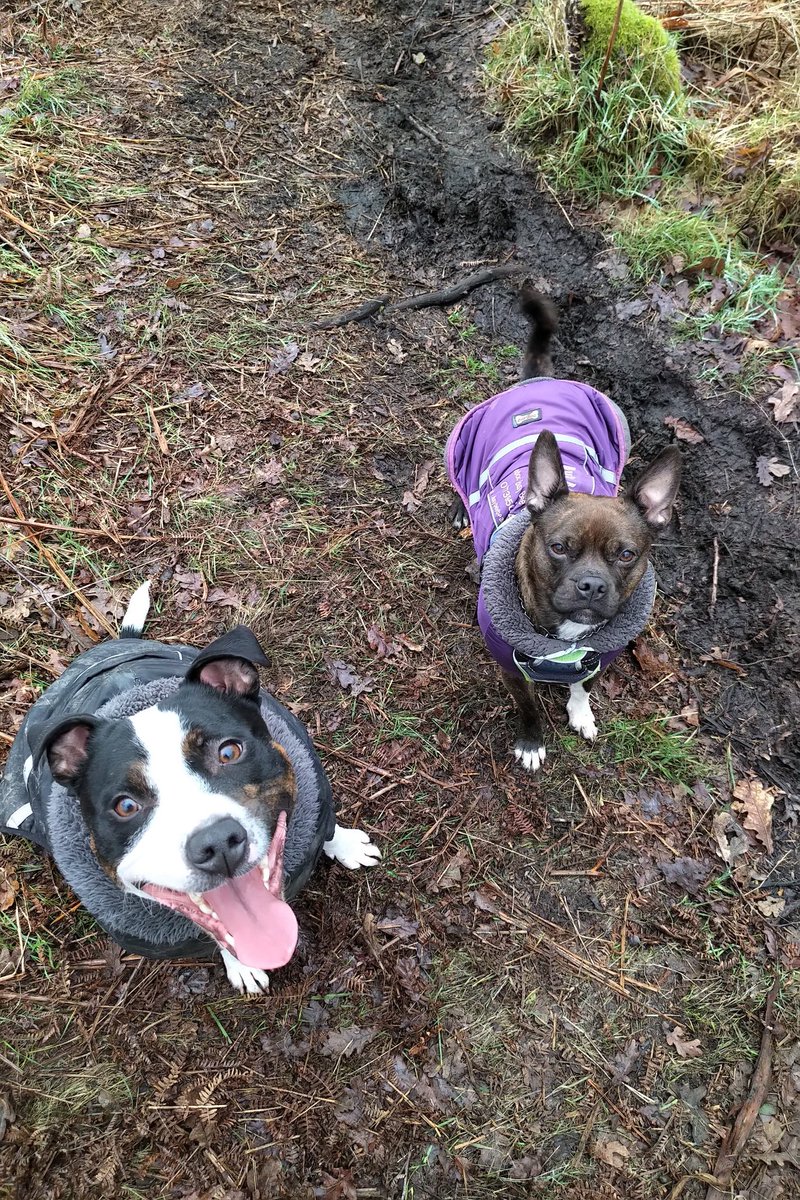 Lovely walk with these two beauties yesterday <3 

#dogwalking #beautiful #countryside #staffies
