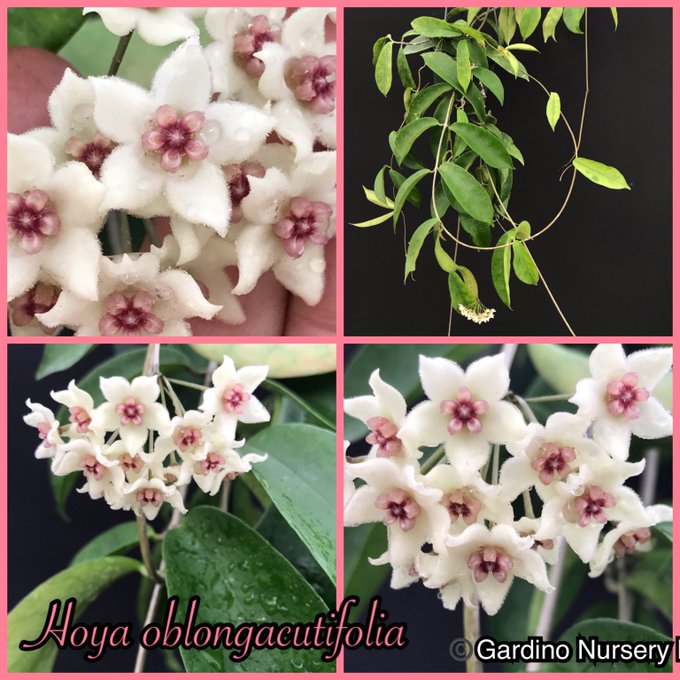 Watch Hoya Plants's leaked NSFW photo on TwXstars