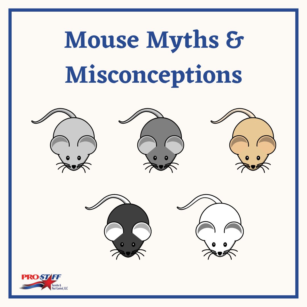 ProStaffPest's tweet image. Mice are somewhat mysterious to most people. We’re here to clear up some of the most common myths and misconceptions about these quiet little creatures. ow.ly/73FV50HrN9e