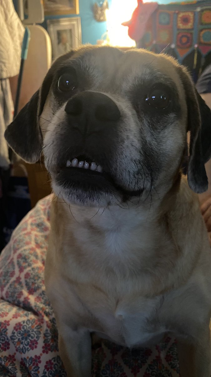 StephRudd4393's tweet photo. The face only a mother would love #puggle #teethout #smile https://t.co/9LJPvgggGT