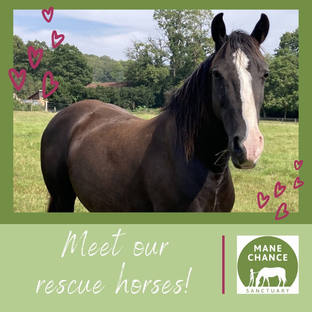 manechance's tweet image. All of our horses have stories about how they came to live at our Sanctuary. 
If you'd like to read about them, plus how old each animal is, who is best friends, and individual characteristics (good and bad!), then head to our website! 
manechancesanctuary.org/our_Horses.html #horsecharity