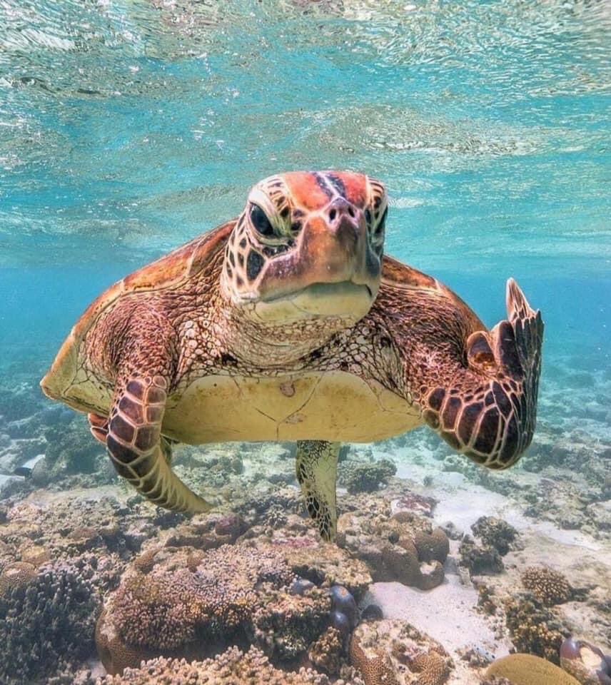 telman3171's tweet photo. My Spirit Animal. https://t.co/V7wia4gc2z