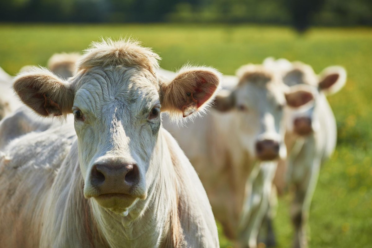 🔎 [#Recherche]

Le bœuf 🐄 n'a pas dit son dernier mot ! 

#pollution, #sante, souffrance animale... La #viande rouge est de plus en plus pointée du doigt.
Augmenter 📈 les taxes sur les aliments les plus émetteurs de #carbone: une solution ?
👉 bit.ly/3qXzNo6