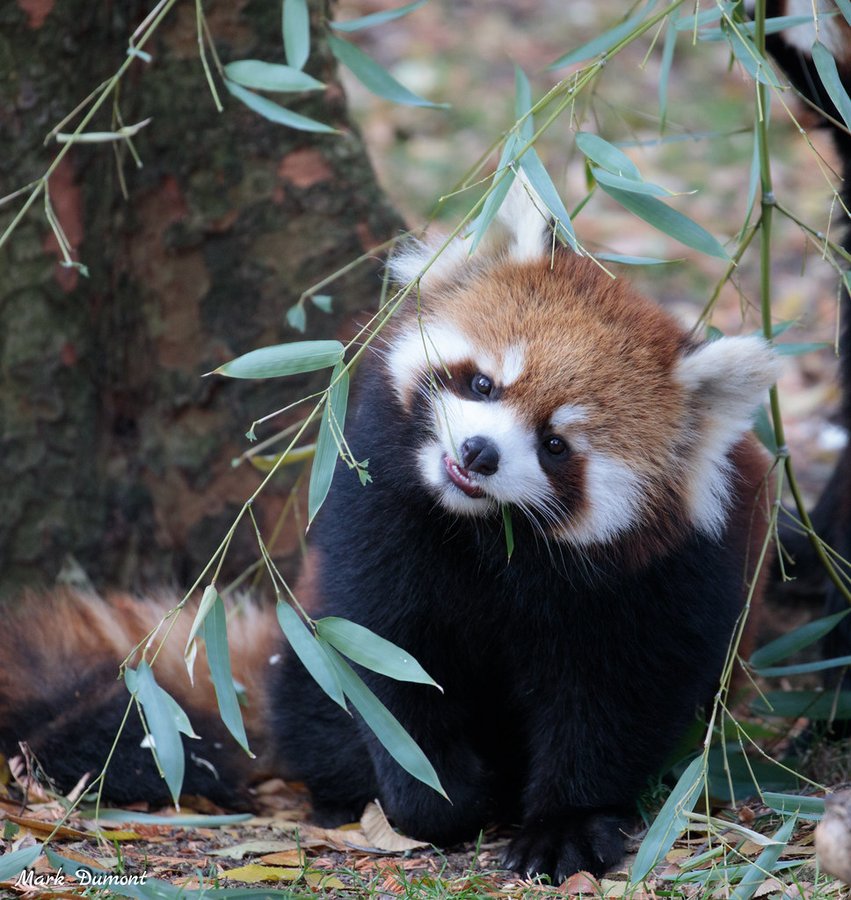 Panda eating bamboo