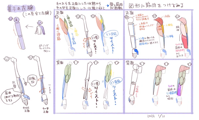 腕について
前腕(ヒジから先)には橈骨と尺骨という2本の骨があってそれぞれ回転と屈曲を担当してる
だから繊細な動きができるんだ〜!

脊椎動物全部そうかと思ったらウマは橈骨だけ太くて尺骨は添え物程度、カエルは完全に融合して橈尺骨になってる
おもしろ〜!!

 #日々描く 