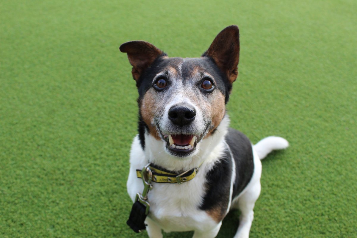 DT_Darlington's tweet image. We just couldn&apos;t resist sharing Teddy and his cheeky little face 😍

Give his #snootaboop ❤️ then head over to our website to check his profile out

#dogstrust #dogstrustdarlington #whatacutie #JRTlove #fartoocute #teddyneedsahome #rehomeready