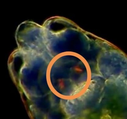 syaurui's tweet image. なんとヒルガタワムシの仲間なのですか。細長くて激しく伸び縮みする暴れん坊の印象が強いですがこれは静かな種類ですね。卵巣２つ眼点２つ。ありがとうございます。
#ワムシ
#ヒルガタワムシ
#Rotifer