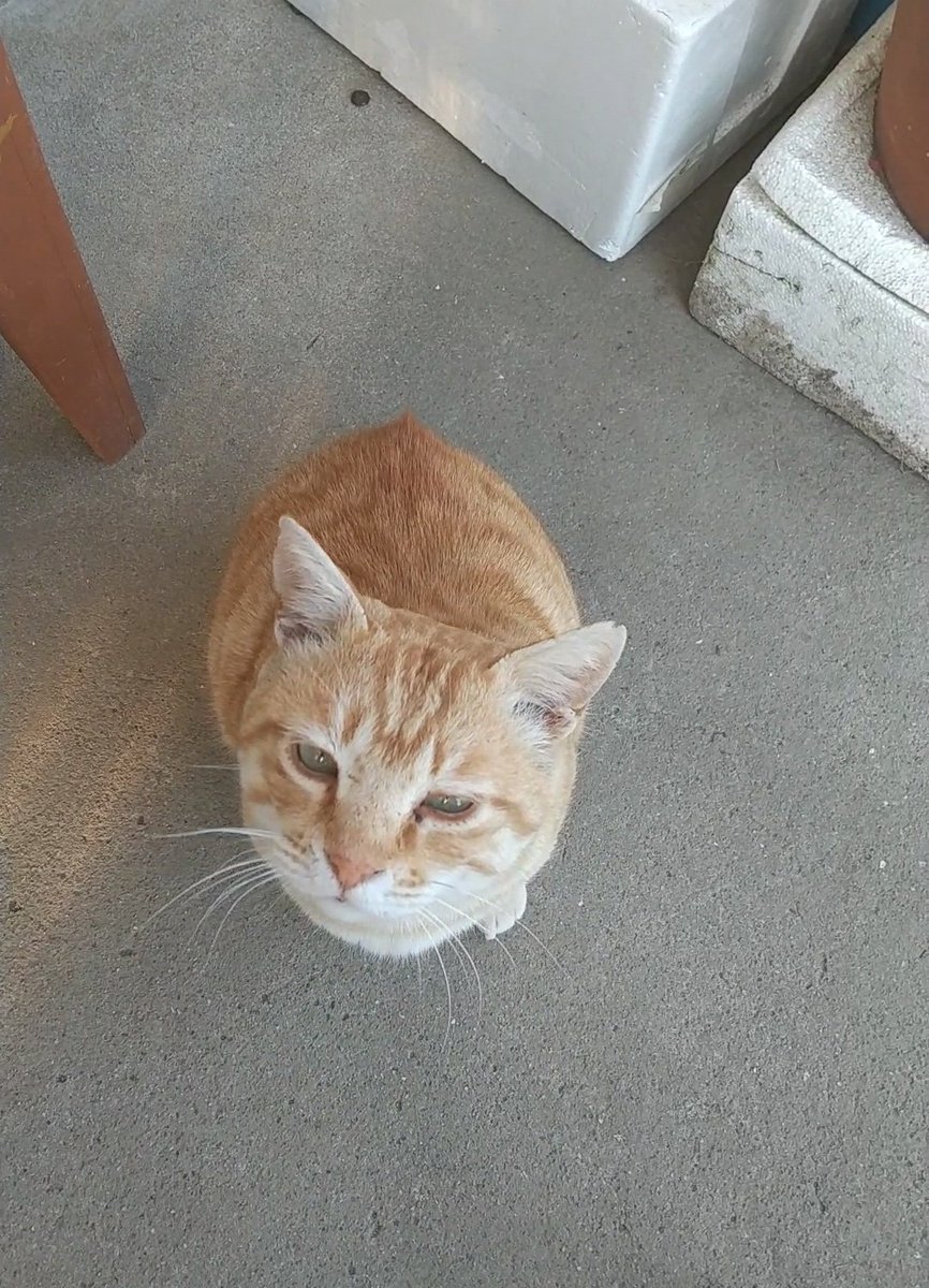 Tweets With Replies By ジンジンタン 動物救済係り Niyanmama Twitter