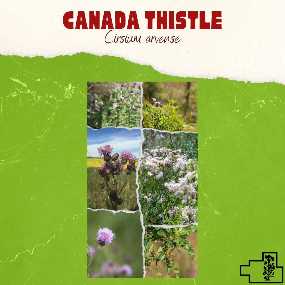 FWRWMA's tweet photo. Canada Thistle (Cirsium arvense), native to Europe and has been in North America since the 1600’s, is an aggressive perennial, has purple flowers and prickly leaves! #invasivespecies #invasiveweeds #earlydetectionrapidresponse #preventinvasives #fwrwma https://t.co/qLWt4tuwh3