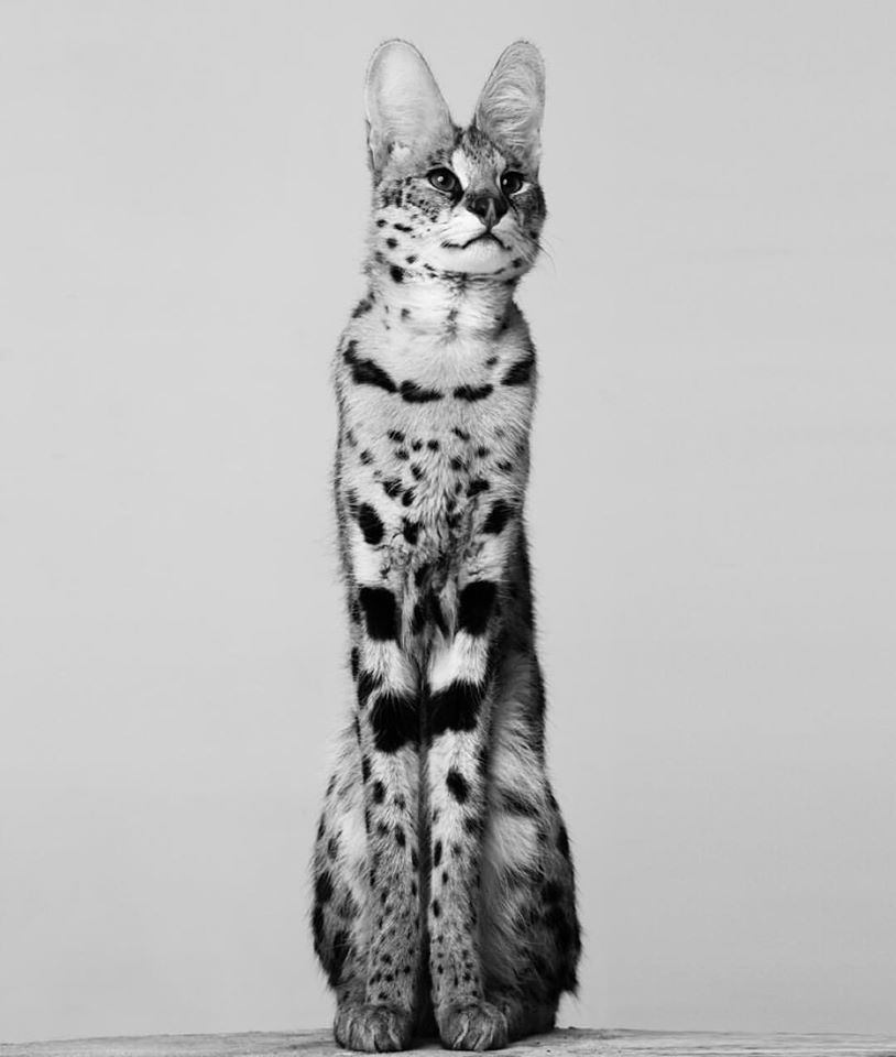 Archillect (@archillect) on Twitter photo 