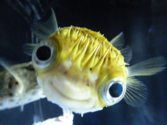 Rainmaker1973's tweet photo. Some species of porcupinefish use a neurotoxin which is 1200 times stronger than cyanide, but they have a nice smile [read more: https://t.co/kM08MO5mf9] https://t.co/EDlFdjcY4y