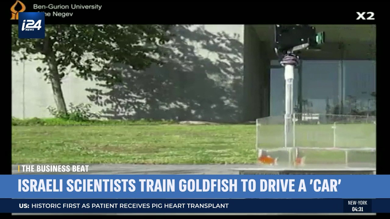 i24NEWS English on Twitter "Israeli scientists train goldfish to drive