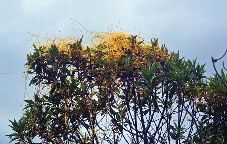 PhytoKeys's tweet photo. 🇧🇷 From montane cloud #forests of the Serra da Mantiqueira, Brazil: Cuscuta mantiqueirana, a #NewSpecies of parasitic #plant: https://t.co/fwfnUiJLJX

#phylogeny #taxonomy #plants https://t.co/7AmZEIA5Zl