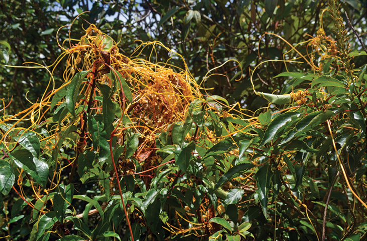 PhytoKeys's tweet photo. 🇧🇷 From montane cloud #forests of the Serra da Mantiqueira, Brazil: Cuscuta mantiqueirana, a #NewSpecies of parasitic #plant: https://t.co/fwfnUiJLJX

#phylogeny #taxonomy #plants https://t.co/7AmZEIA5Zl