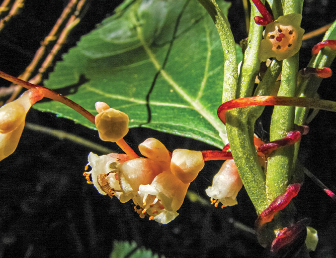 PhytoKeys's tweet photo. 🇧🇷 From montane cloud #forests of the Serra da Mantiqueira, Brazil: Cuscuta mantiqueirana, a #NewSpecies of parasitic #plant: https://t.co/fwfnUiJLJX

#phylogeny #taxonomy #plants https://t.co/7AmZEIA5Zl