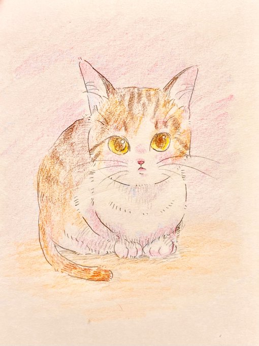 丸くなる猫のtwitterイラスト検索結果