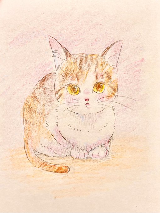 丸くなる猫のtwitterイラスト検索結果