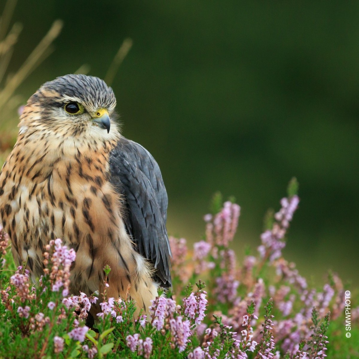The merlin is the UK's smallest bird of prey and is widespread throughout Scotland, but it remains red listed.

By restoring and protecting our peatlands, we can help our threatened wildlife recover and thrive.