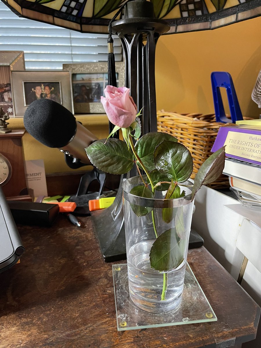 S_Chelvan's tweet photo. With the mild weather - #JanuaryRose to brighten-up my workspace - #Jacaranda #scented https://t.co/SMske4kjg2