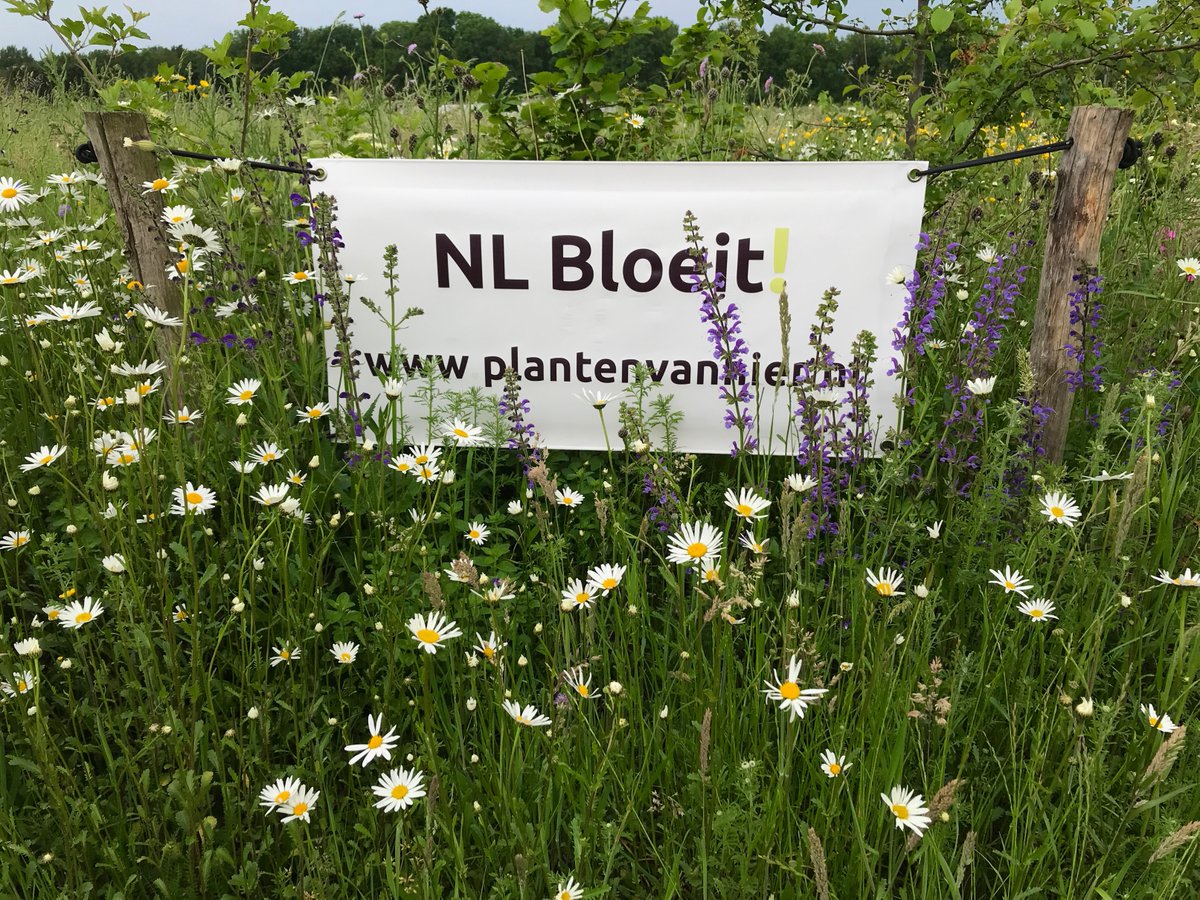NLBloeit's tweet photo. Samen zetten we Nederland in bloei!
https://t.co/fuzWPbz0Ow
#plantenvanhier
#nlbloeit
#biodiversiteit
#oogopdenatuur
#newdutchwave https://t.co/Bn4gE72q2d