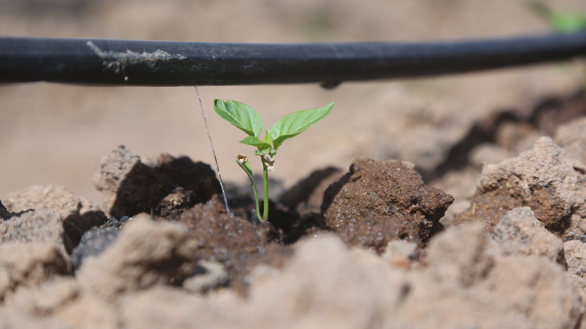 Soil is an essential natural resource for food production, healthy ecosystems and human well-being.

<a href="/FAO/">Food and Agriculture Organization</a> works with smallholder farmers to improve soil conditions and increase biodiversity and productivity.