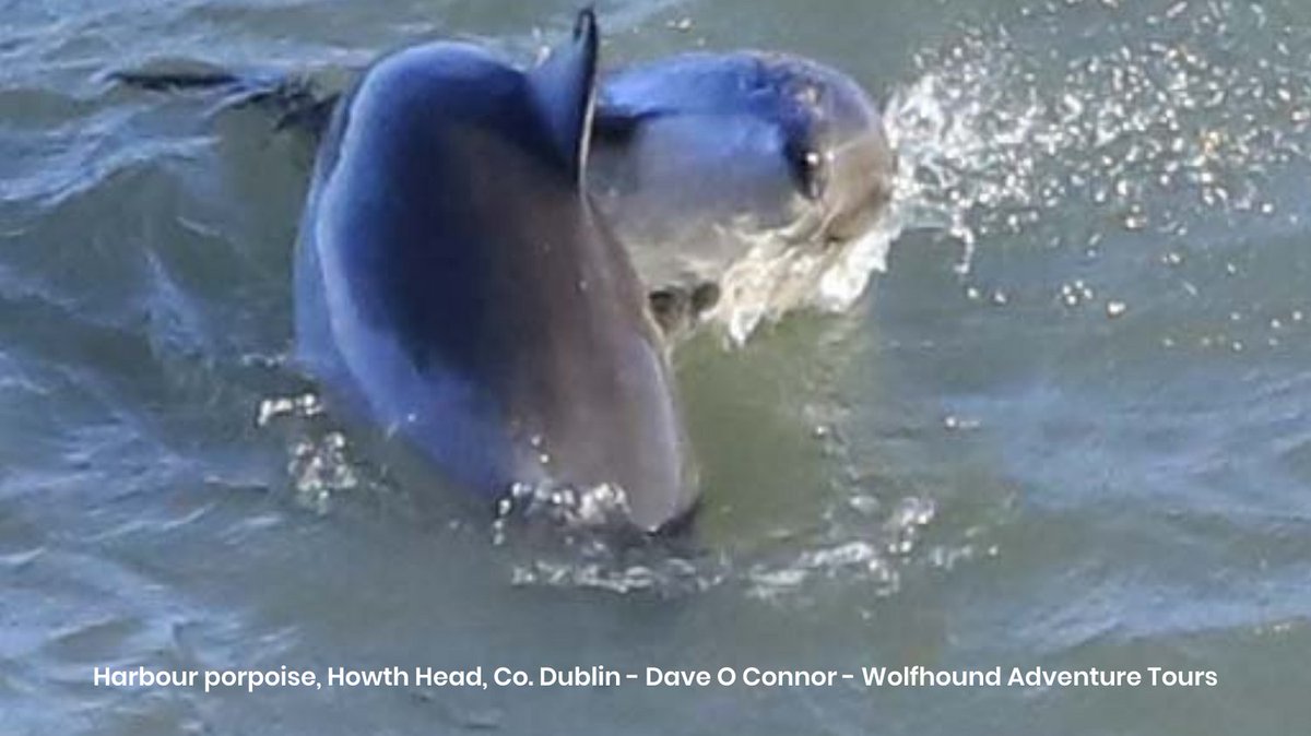 IWDGnews's tweet photo. Thank you to everyone for sending in your sighting reports over the past week!
Your observations will directly contribute to our building knowledge base on how and when these animals use our waters.
Use our new Reporting App 👉 https://t.co/pvraW63NcY
#iwdg
#reportingapp https://t.co/z6Lb0VzYKv