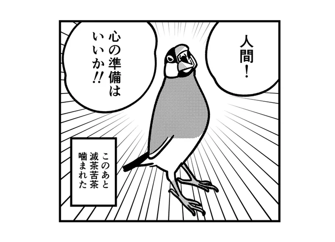 文鳥は心の準備をさせてくれない 