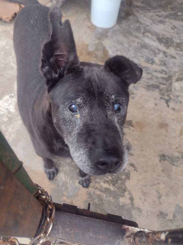 AdopcionesQ's tweet photo. #Marcelo fue operado de los ojitos y esta muy bien... solo falta que llegue esa flia que cae del Cielo y nunca te la esperas.
A pesar de estar todo el tiempo en un canil, nuestro viejito Marcelo, sonríe y sigue con la esperanza de ese hogar 🐶💛
WhatsApp
1169233782 Veronica https://t.co/PmXOe1XbjL