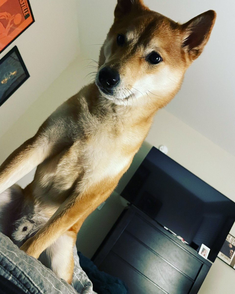 rock_chalk_sara's tweet photo. It’s 4 am, jerk. Could I get some space please and have you not stand on me? #ArchieTheRoyal https://t.co/pc7MY0GRvu