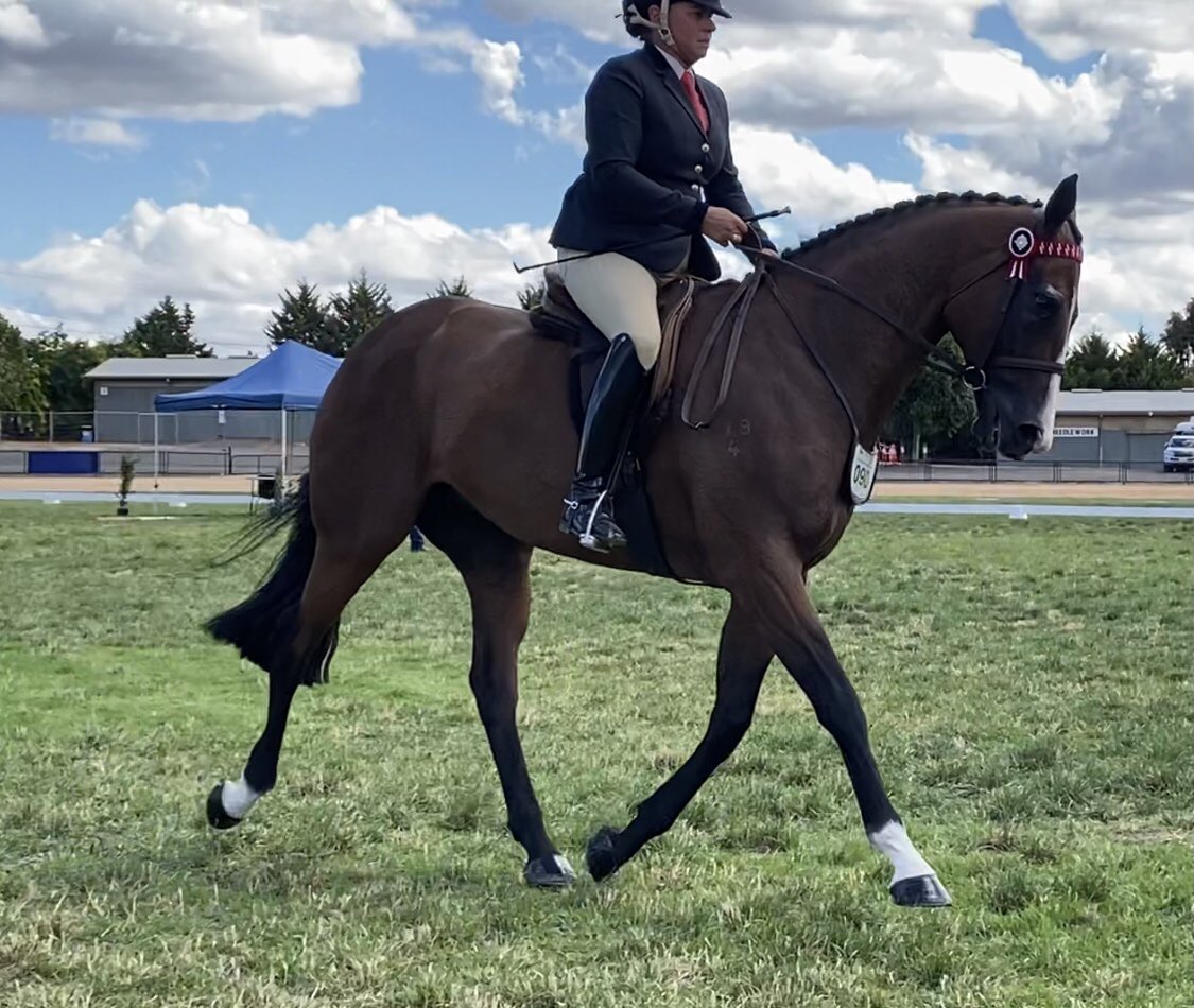 thefifi's tweet photo. Able Fun was declared Runner Up First Season Off The Track Show Horse at the Victorian Saddle Horse Championships ❤️This was merely the icing on the cake for the very rewarding journey of retraining this super horse. @RV_OffTheTrack @corneliajadeglo #ablefun #lifeafterracing #cwr https://t.co/fDwpSe8zf5