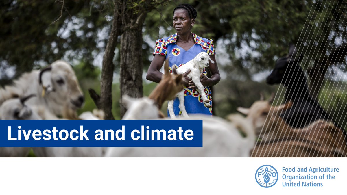 🔴 <a href="/FAO/">Food and Agriculture Organization</a> calls for intensified #recycling♻ efforts to make better use of organic waste by redirecting it to animal feed and renewable energy production.

Learn more key actions we can take on the #livestock🐂 sector to tackle #ClimateChange 

▶️ bit.ly/352M9kt
